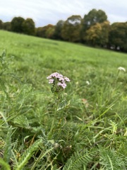 Achillea roseo-alba