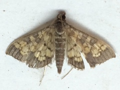 Diacme elealis