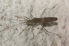 Leptocorisa acuta
