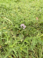 Achillea roseo-alba