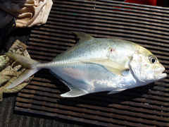 Caranx bucculentus