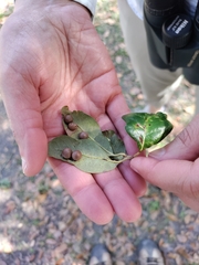 Belonocnema treatae