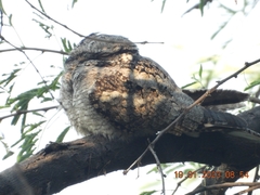 Caprimulgus asiaticus
