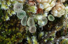 Cladonia pyxidata