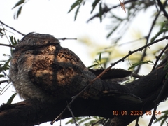 Caprimulgus asiaticus