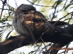 Caprimulgus asiaticus