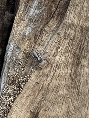 Platycryptus