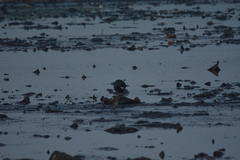 Porphyrio poliocephalus