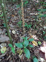 Hetaeria oblongifolia