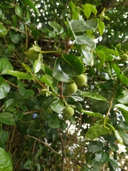 Cerasus