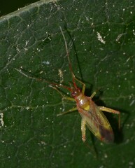 Campyloneura virgula