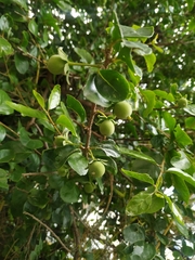 Cerasus