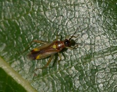 Campyloneura virgula