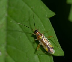 Campyloneura virgula