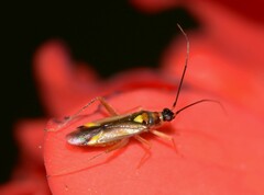 Campyloneura virgula