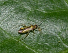 Campyloneura virgula