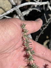 Baccharis pteronioides