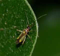 Campyloneura virgula