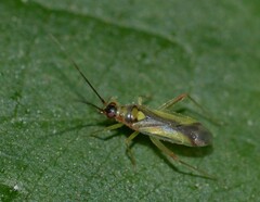 Campyloneura virgula