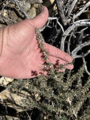 Baccharis pteronioides