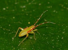 Campyloneura virgula