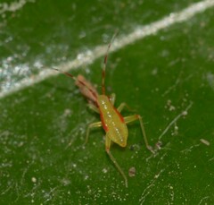 Campyloneura virgula