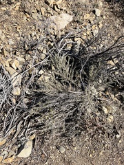 Baccharis pteronioides