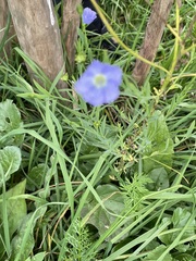 Linum perenne