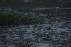 Calidris pugnax