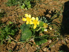 Ranunculus cytheraeus