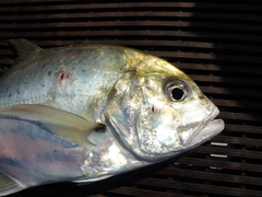 Caranx bucculentus