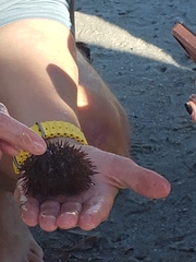 Mesocentrotus franciscanus