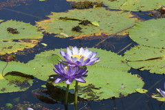 Nymphaea gigantea