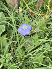 Linum perenne