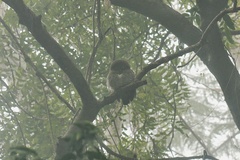 Glaucidium radiatum