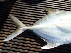 Caranx bucculentus