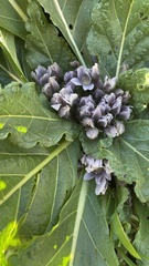 Mandragora autumnalis