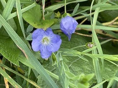 Linum perenne