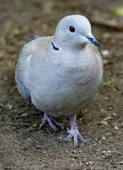 Streptopelia decaocto