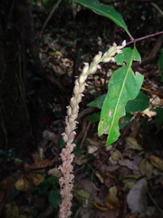 Hetaeria oblongifolia