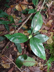Hetaeria oblongifolia