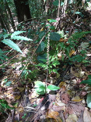 Hetaeria oblongifolia