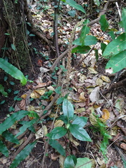 Hetaeria oblongifolia