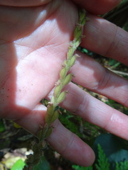 Hetaeria oblongifolia