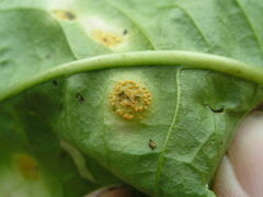 Puccinia dioicae silvatica