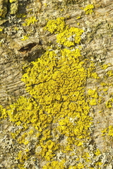 Candelariella efflorescens