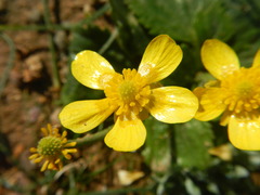 Ranunculus cytheraeus
