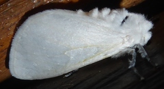 Sphrageidus virguncula