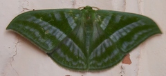 Mixochlora