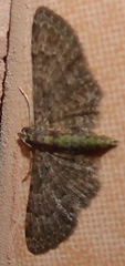 Larentiinae